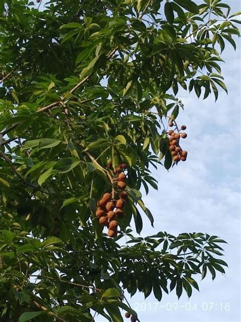 菩提樹果實可以吃嗎|菩提树的果子能吃吗